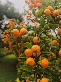 Close-up of orange growing on tree