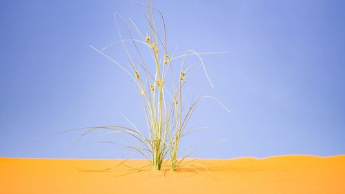 Close-up of plant on sand against clear blue sky