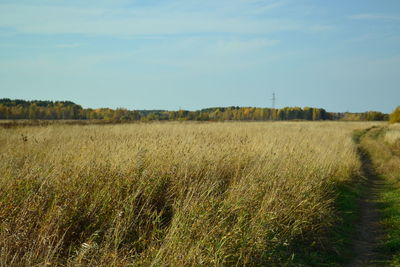 Scenic view of agricultural field against sky