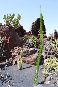 Low angle view of cactus plants against sky