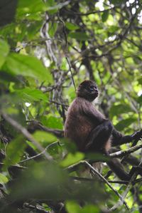 Low angle view of monkey sitting on tree