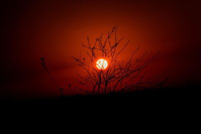 Low angle view of silhouette bird on branch against sky during sunset