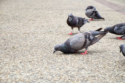 High angle view of pigeons feeding on road