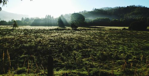 Scenic view of field against clear sky