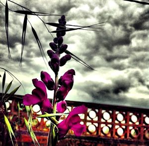 Plants against cloudy sky