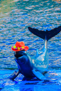 Close-up of bird in water