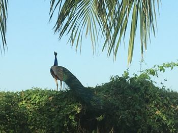 Low angle view of bird perching on a tree