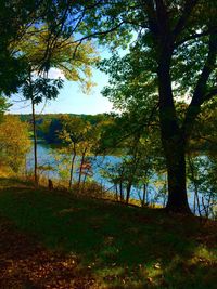 Trees by lake against sky