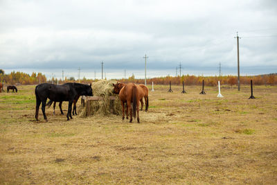 Horses in a field
