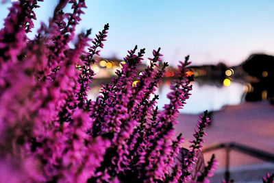 Close-up of pink flowering plants against sky