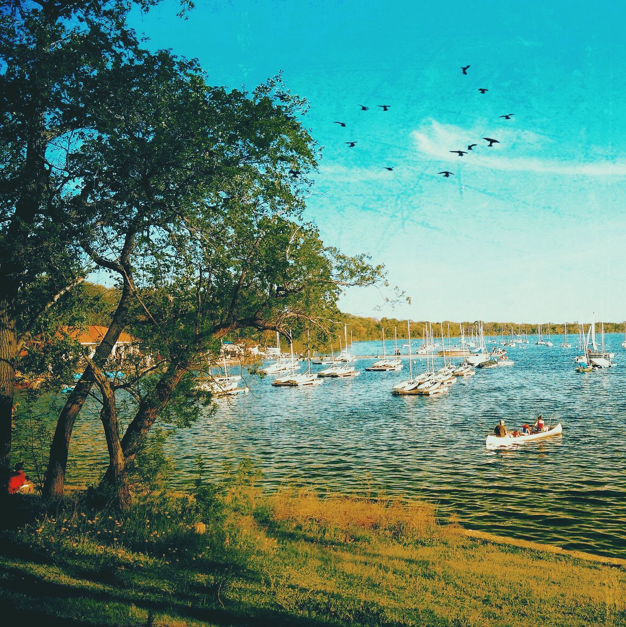 water, bird, tree, sea, animals in the wild, animal themes, tranquility, tranquil scene, scenics, flying, nature, beauty in nature, flock of birds, sky, wildlife, blue, beach, day, incidental people