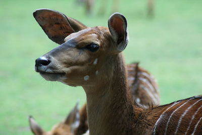 Close-up of deer looking away