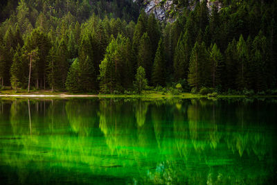 Pine trees by lake in forest