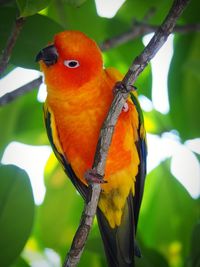 Close-up of parrot perching on tree