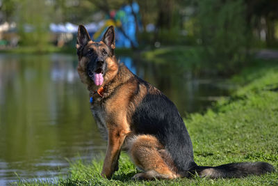 Close-up of a dog in the lake