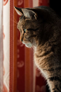 Close-up of a cat looking away