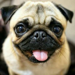 Close-up portrait of pug sticking out tongue at home