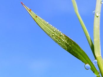 Low angle view of wet plant against clear blue sky