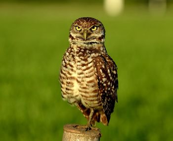 Close-up of owl perching