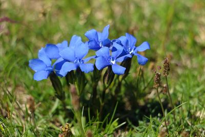 Close-up of purple flowering plant on field