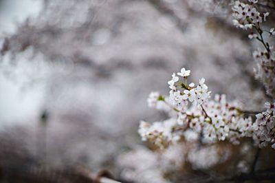 Close-up of white flowers