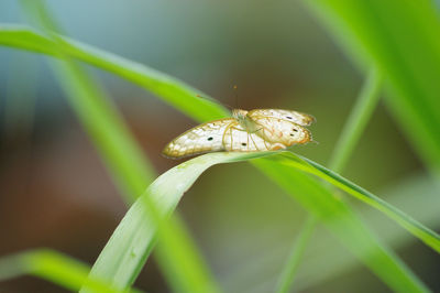 Close-up of insect on plant