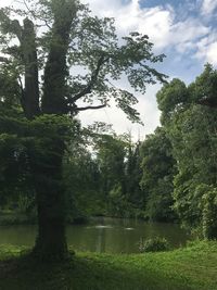 Trees by lake in forest against sky