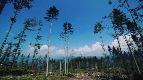 Low angle view of trees against sky in forest