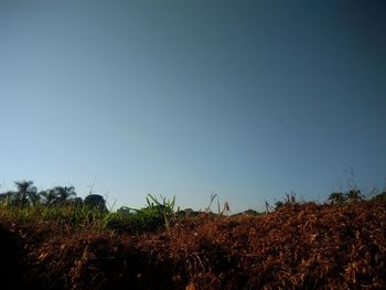 Plants growing on field against clear sky