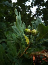 Close-up of flowering plant on field