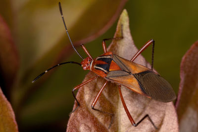 Close-up of butterfly