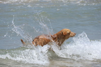 View of dog in sea