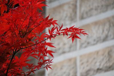 Low angle view of maple tree