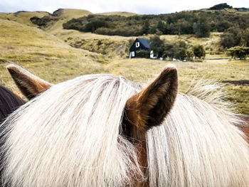 Horse cart on land