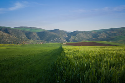 Scenic view of agricultural field against sky