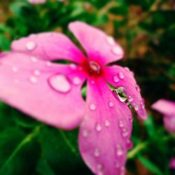 Close-up of pink flower