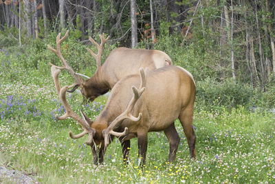 Deers grazing grass in field at forest