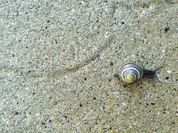 Close-up of snail on sand