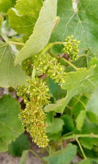 Close-up of fresh green plant