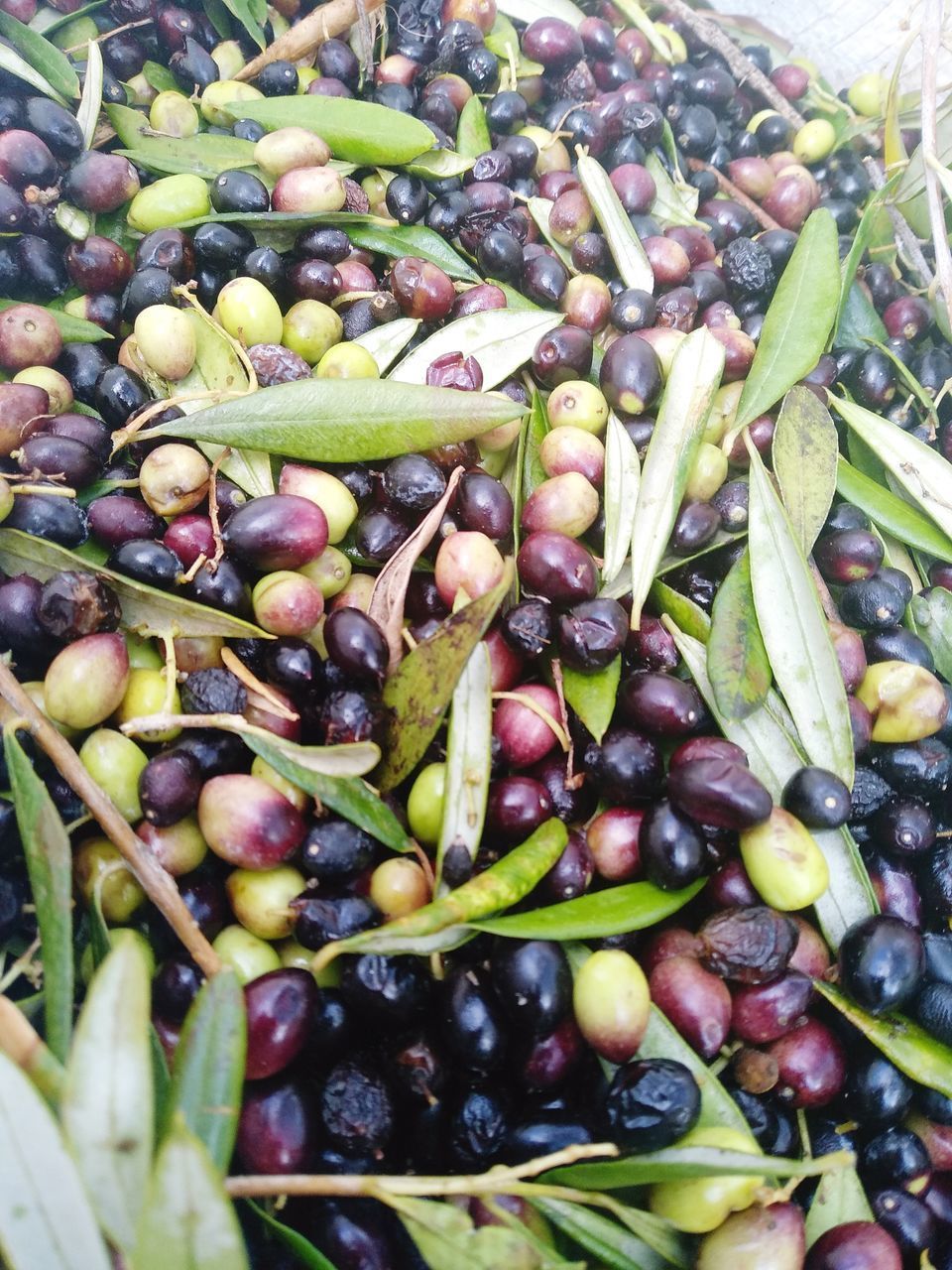 HIGH ANGLE VIEW OF FRUITS AND VEGETABLES