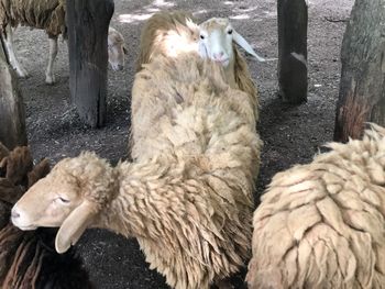 Sheep in zoo