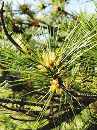 Close-up of pine tree