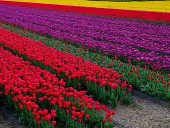 Red tulip flowers on field