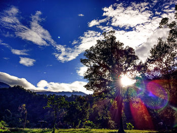 Low angle view of sunlight streaming through trees