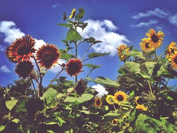 Low angle view of yellow flowers