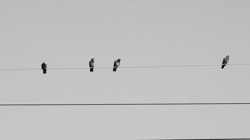 Low angle view of birds perching on cable against sky