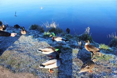 High angle view of ducks on beach