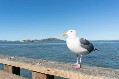 Seagull perching on wood against sea