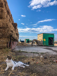 View of a dog against the sky