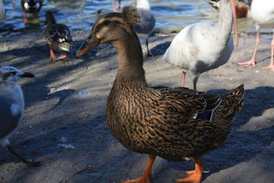 Ducks in a lake